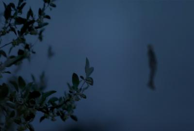 A man floats in the evening sky