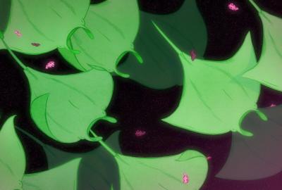 Animated manta rays swim