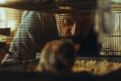 A scientist looks at a rat in a cage